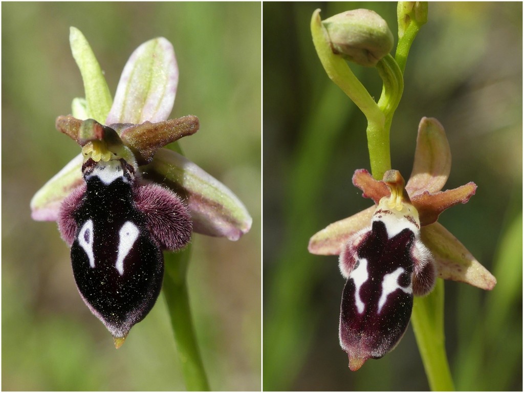 Ophrys tardive e altre orchidee in Epiro - Grecia settentrionale  22_30 maggio 2024.